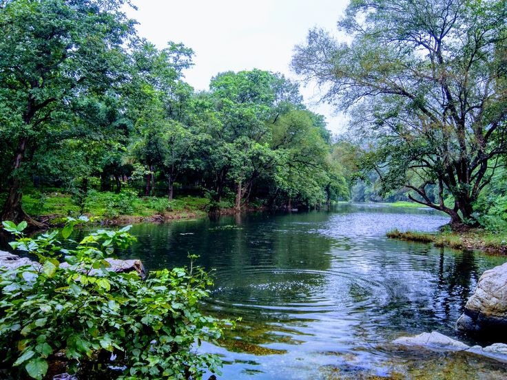 Lush green Polo Forest near Ahmedabad during monsoon with ancient temple ruins and dense forest trails.